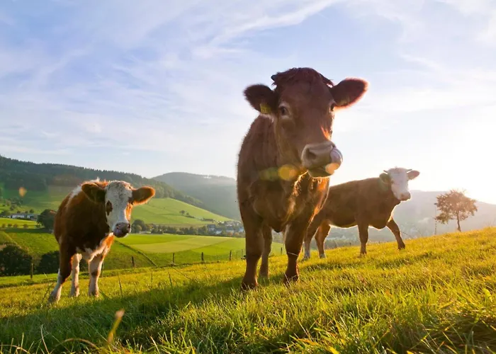 Schneider Appartement